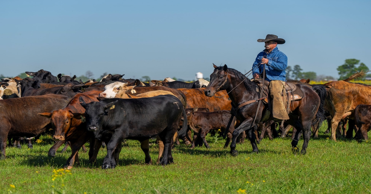Why forage is the cornerstone of a working ranch horse’s diet