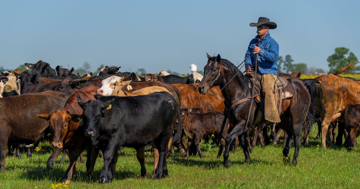 Clark County Feeders | Why forage is the cornerstone of a working ranch ...