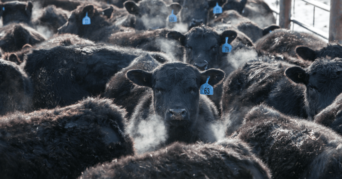 Unlocking the ‘genetic magic’ of beef cattle