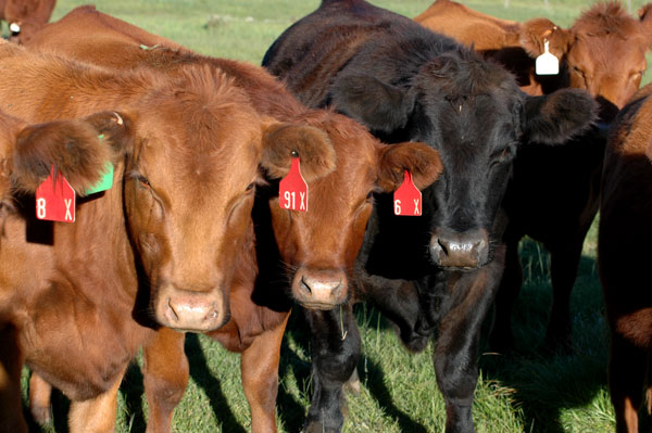 Breeding cattle