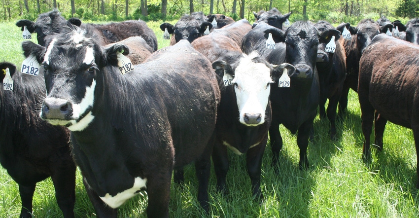 group of cattle in green pasture