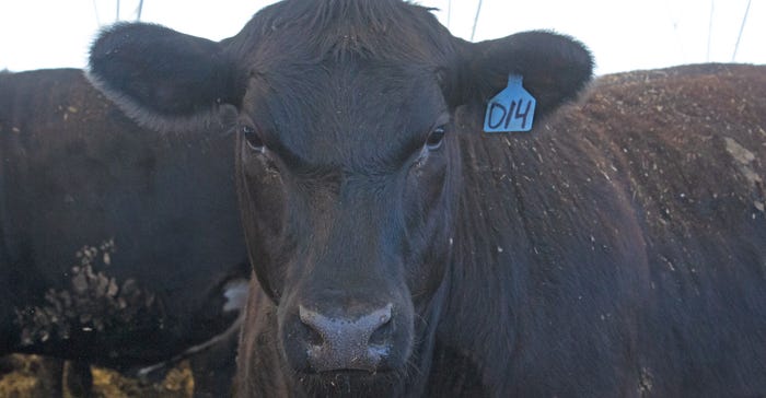Beef cow closeup Beef cow closeup