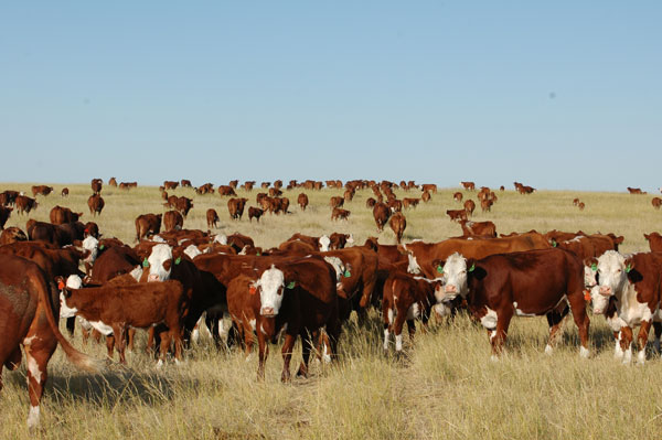 Data supports aggressive herd expansion