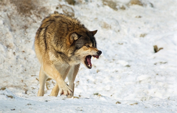 Do non-lethal control methods reduce wolf depredation? Ranchers say no