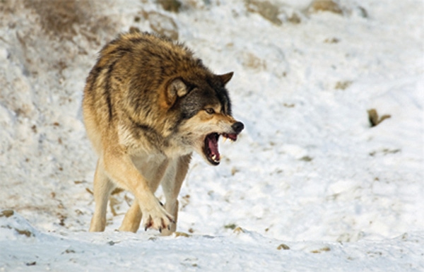 Do non-lethal control methods reduce wolf depredation? Ranchers say no Do non-lethal control methods reduce wolf depredation? Ranchers say no