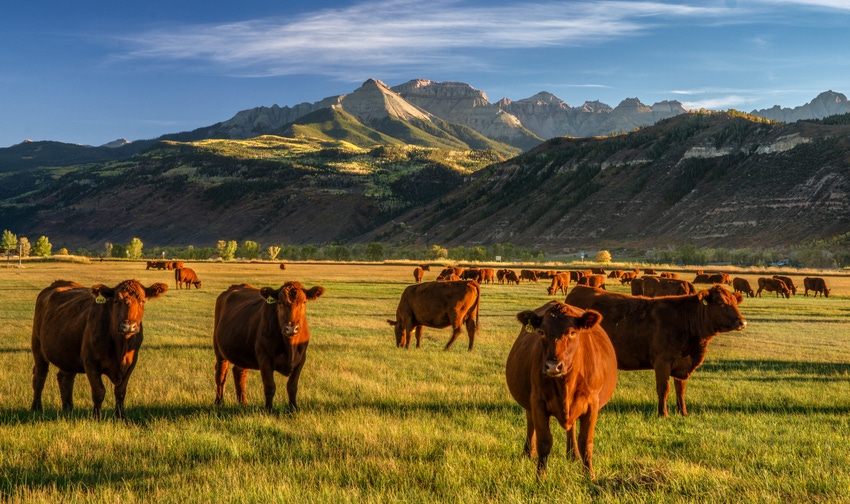 Cattle traceabilityjpg.jpg Cattle traceabilityjpg.jpg
