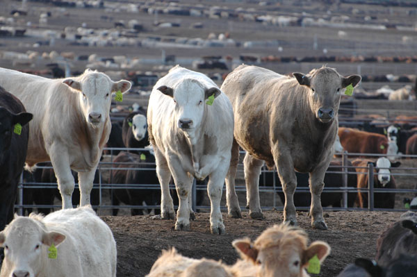 Industry At A Glance: Annual Feeder Cattle Investment