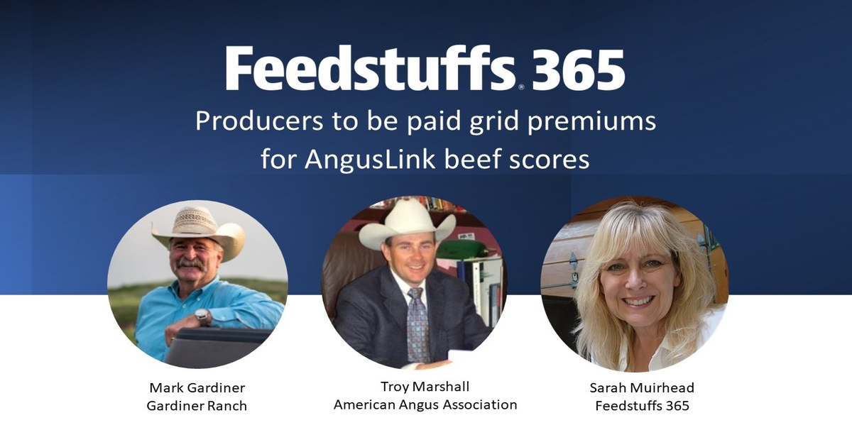 Producers to be paid grid premiums for AngusLink beef scores