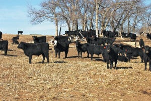 Wet conditions delay winter wheat grazing