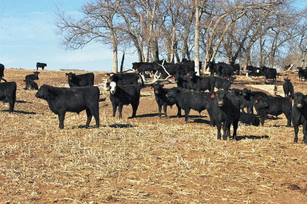 Wet conditions delay winter wheat grazing