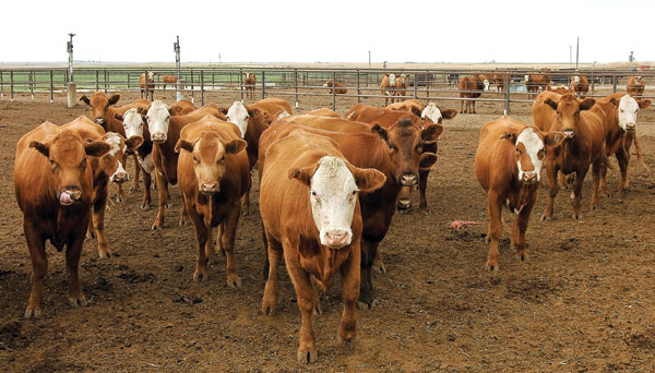 Feedyards Turn To Feeding Cows