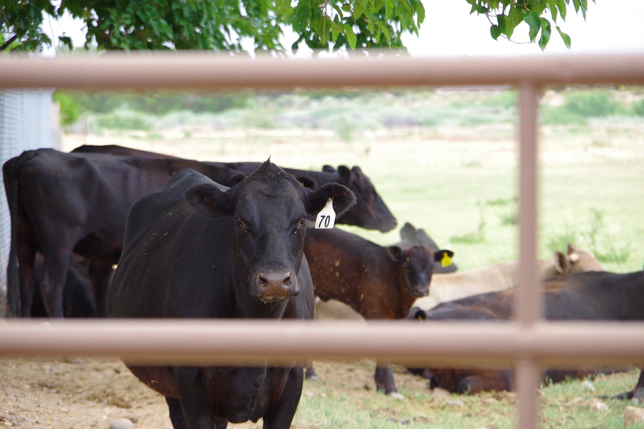 Reducing mature weight and increasing cow productivity