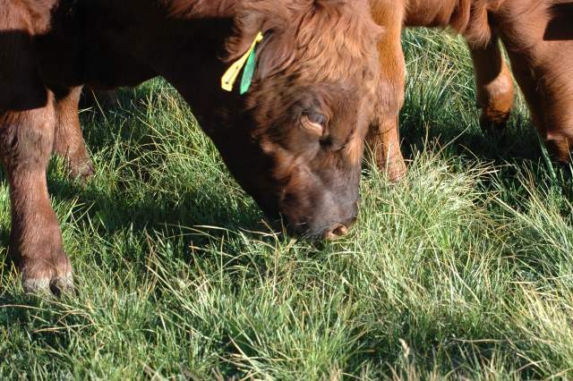 Cattle’s impact on soil health is real and valuable