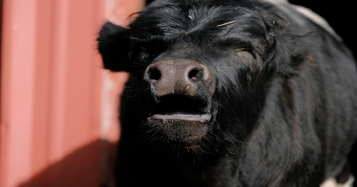 Ins and outs of fenceline weaning