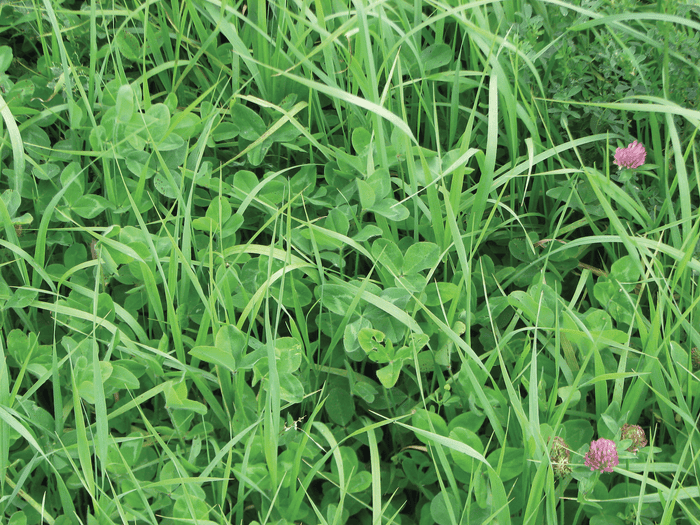 pasture-containing-clover.png