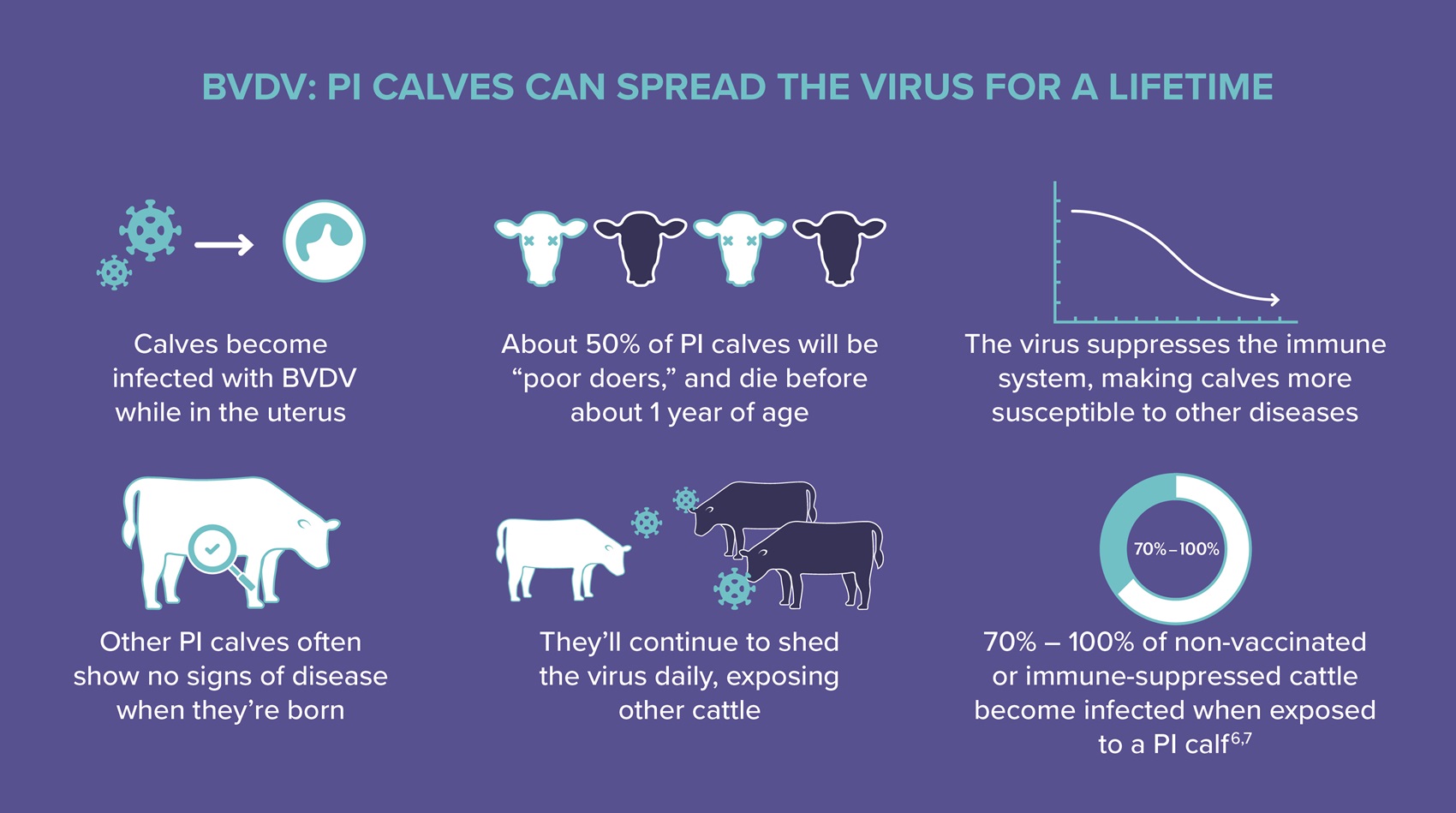 Healthy heifers: The foundation of a thriving herd
