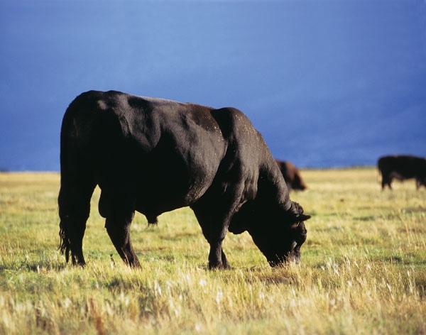 Black Angus Bull