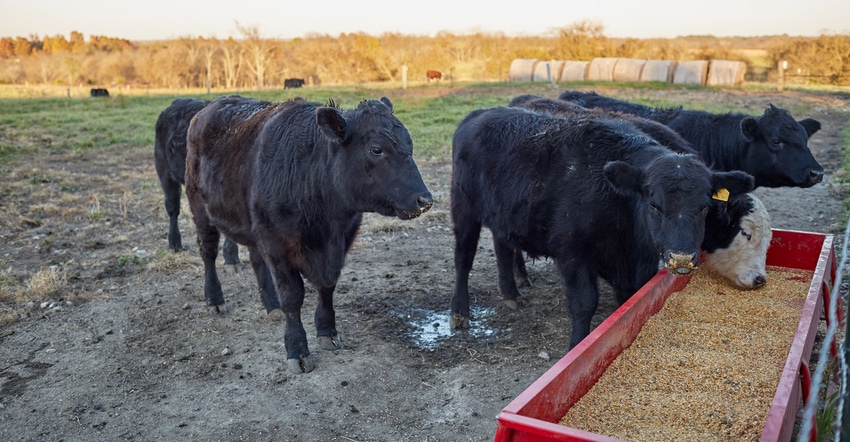 Cattle eating whole corn from feeding trough