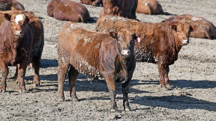 Managing mud in the feedyard