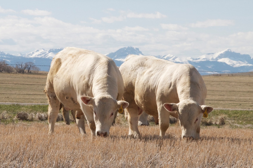 Want the most value for your bull-buying dollar? Broaden your view Want the most value for your bull-buying dollar? Broaden your view
