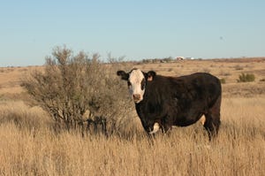Commercial baldy cow