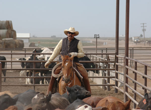 Feedlot stories: A pen checker’s reward Feedlot stories: A pen checker’s reward