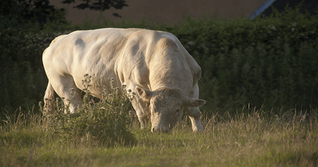 Pyrethrins safe for use in breeding bulls