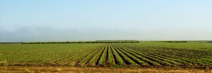 From cane to molasses From cane to molasses
