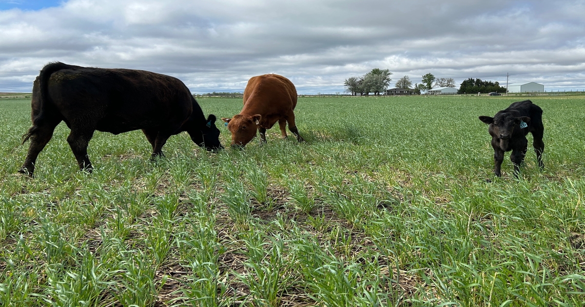 UNL Cover Crop Grazing Conference scheduled for November 6