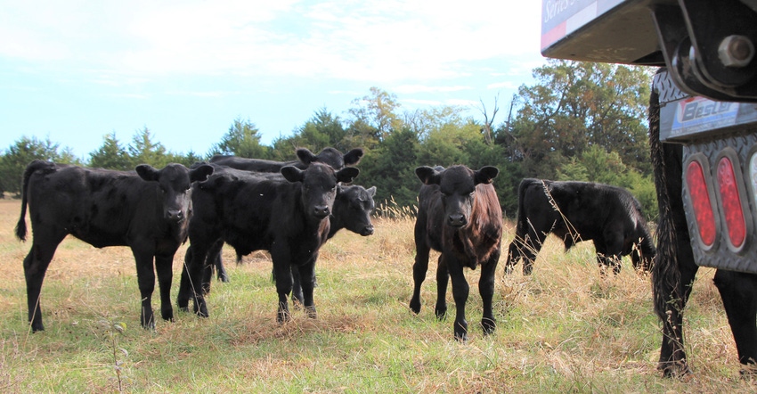 cows standing next to truck cows standing next to truck