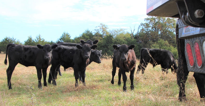 cows standing next to truck