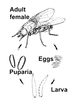 Wet spring means ideal fly conditions