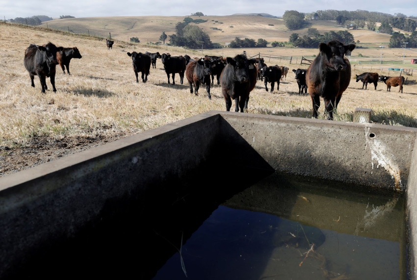 GettyImages Cattle Drought.jpeg GettyImages Cattle Drought.jpeg