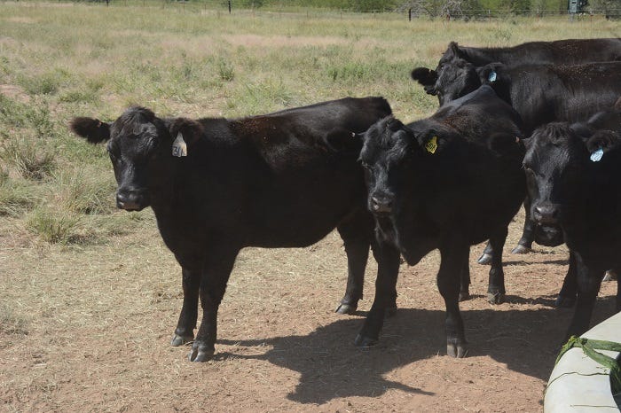 Lohrding Ranch heifers