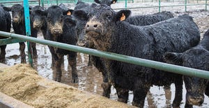 2021_cattle-standing-rain730-web.jpg