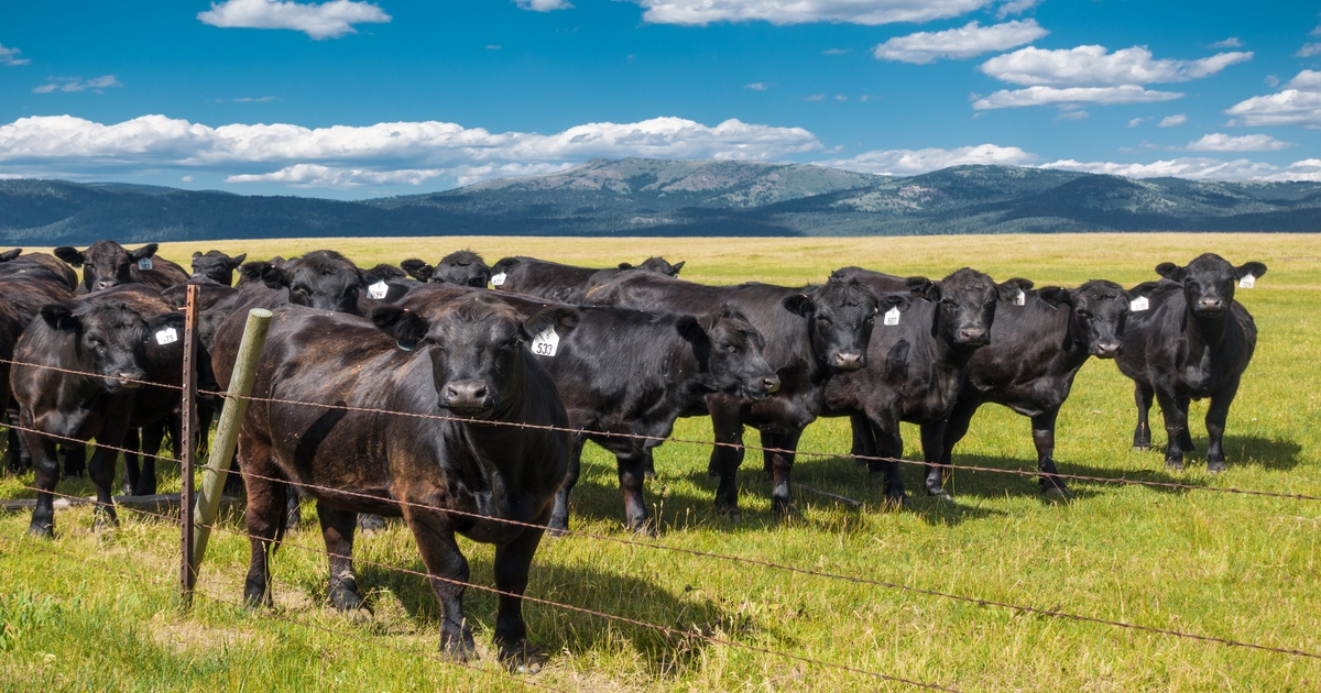Cattle futures give up ground in seasonal trading