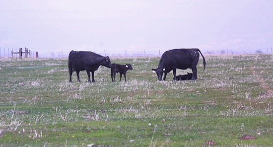 10-26-21 bovine respiratory disease.jpg 10-26-21 bovine respiratory disease.jpg