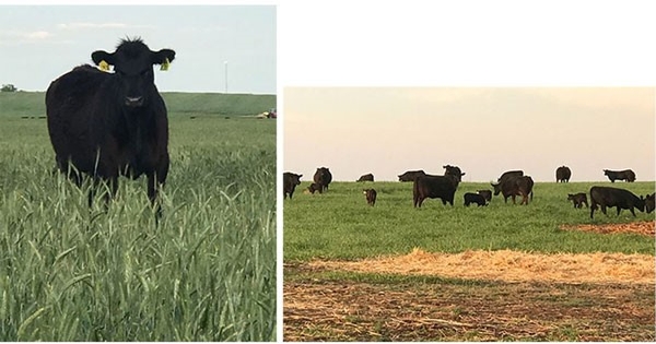 Integrated cattle grazing systems can conserve resources without impacting economic viability