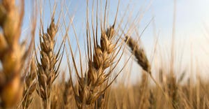 food aid wheat shortage