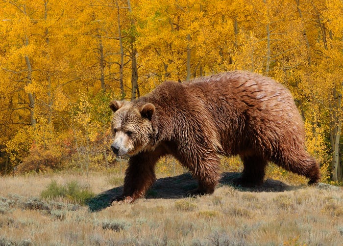 Grizzly-bear-GettyImages-695736858.jpg