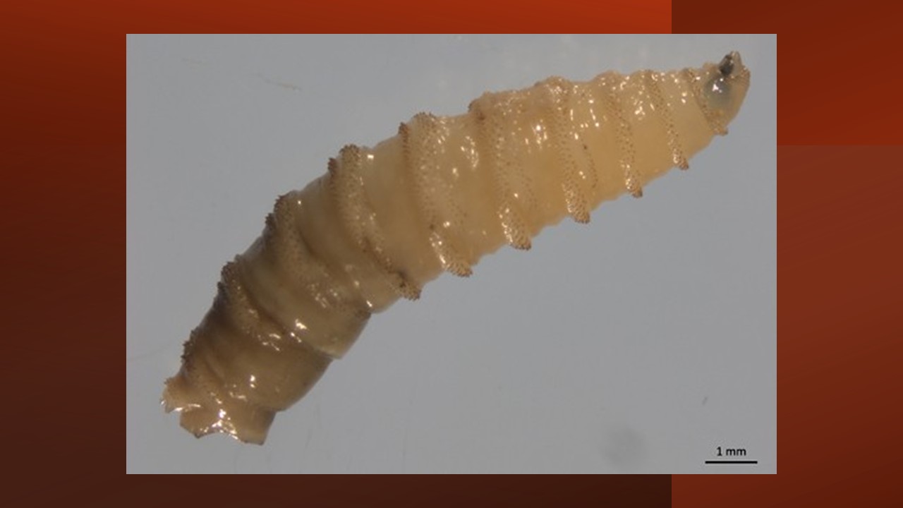 SAFE CATTLE Act aims to protect U.S. livestock from screwworm