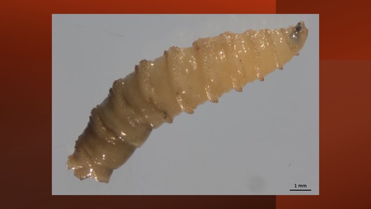 SAFE CATTLE Act aims to protect U.S. livestock from screwworm