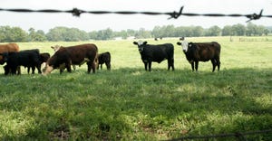 bull calves in pasture