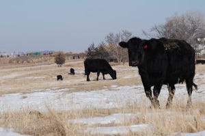 Black Angus cow on pasture