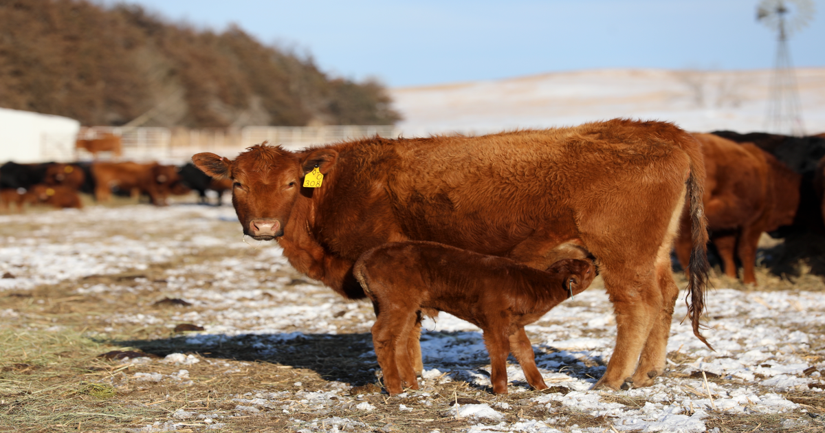 Managing calving in muddy conditions