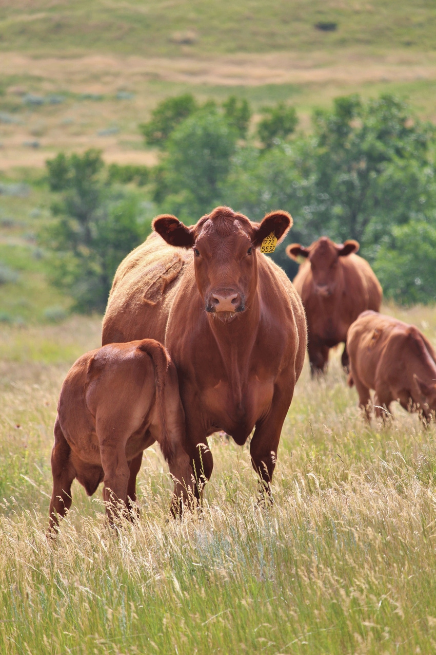 How do you compare to other ranchers?