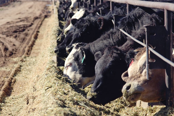 Cattle prices dive lower across the board