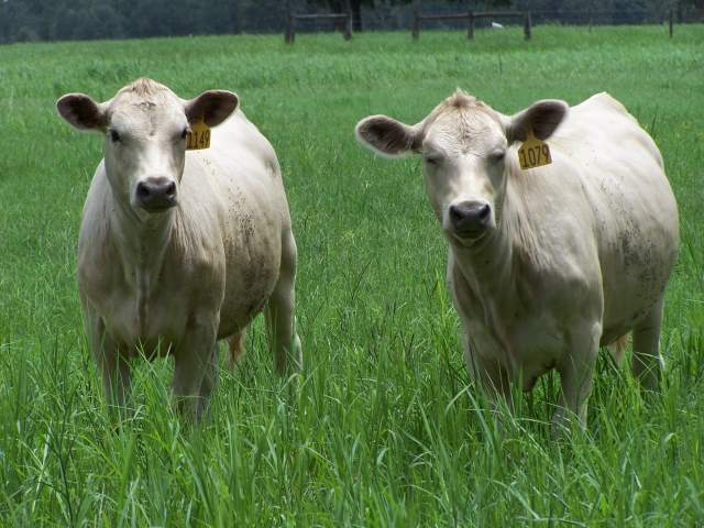 Genetic accident produces White Angus Genetic accident produces White Angus