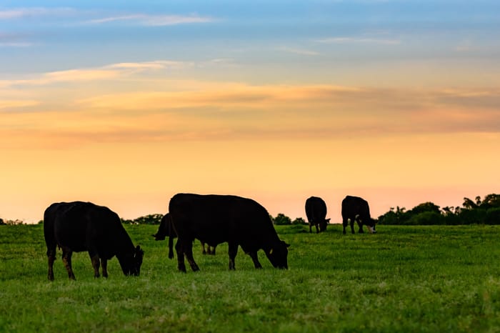 Yes, profitable ranching is possible. Here’s how