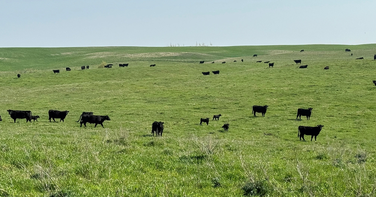 Better pasture and hay conditions anticipated for 2024